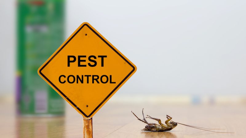 Simple Tricks For Dealing With Your Pest Problem